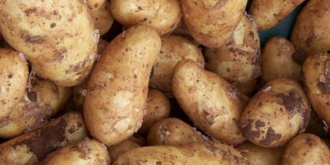 Un début précoce pour le potager
