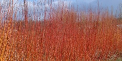 Une explosion de couleurs dans les mois les plus sombres
