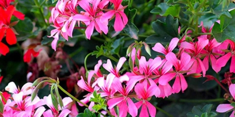 Pour un jardin coloré à la fin de l’été 