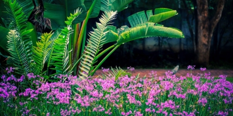 Effets de jardin exotiques avec des plantes d'intérieur