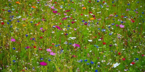 Les pluies d'avril apportent les fleurs de mai